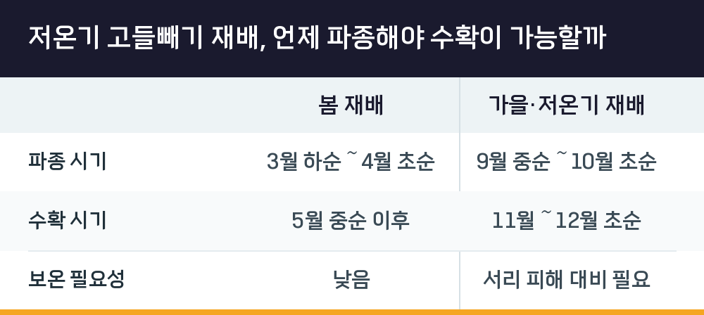 저온기 고들빼기 재배, 언제 파종해야 수확이 가능할까