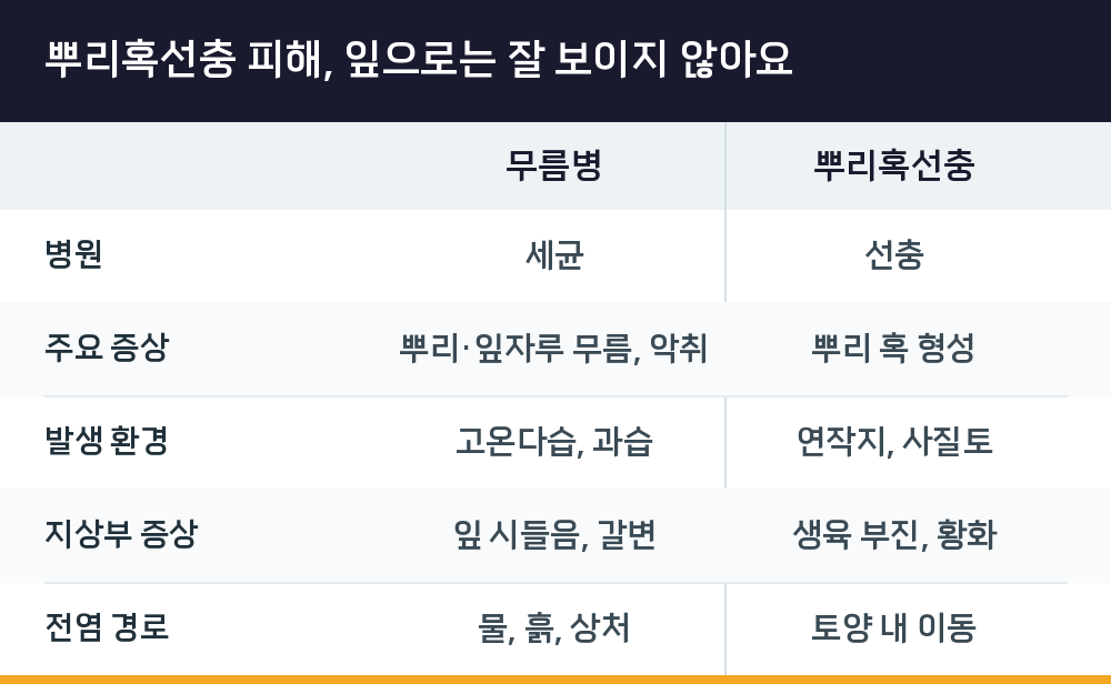 뿌리혹선충 피해, 잎으로는 잘 보이지 않아요