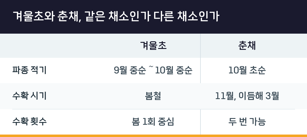 겨울초와 춘채, 같은 채소인가 다른 채소인가