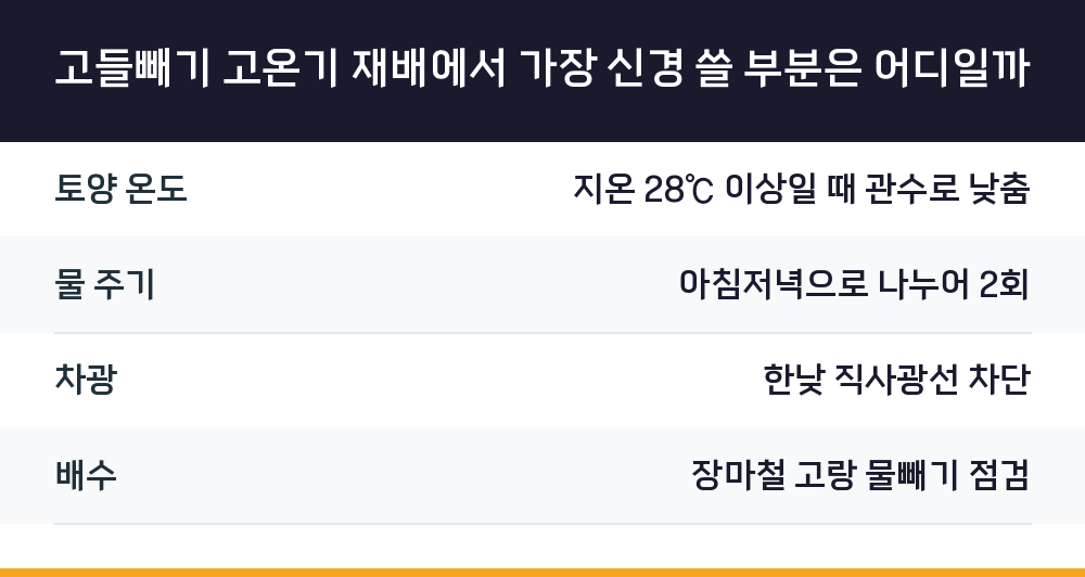 고들빼기 고온기 재배에서 가장 신경 쓸 부분은 어디일까