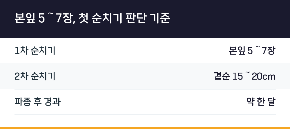 본잎 5～7장, 첫 순치기 판단 기준