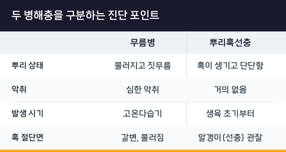 두 병해충을 구분하는 진단 포인트