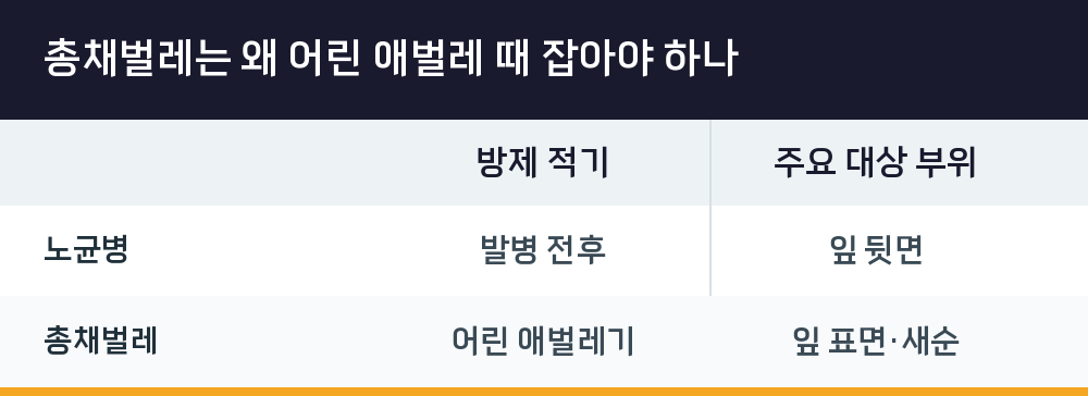 총채벌레는 왜 어린 애벌레 때 잡아야 하나