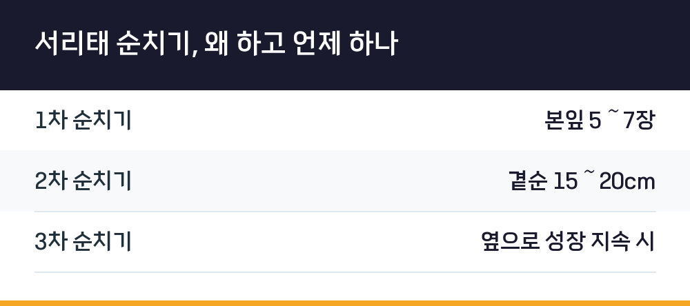 서리태 순치기, 왜 하고 언제 하나