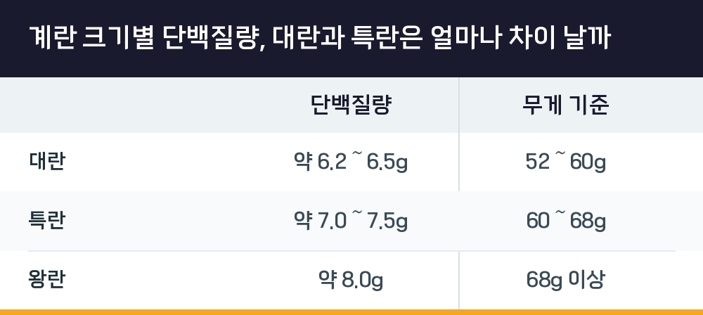 계란 크기별 단백질량, 대란과 특란은 얼마나 차이 날까