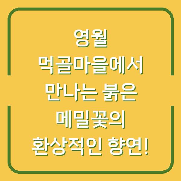 영월 먹골마을에서 만나는 붉은 메밀꽃의 환상적인 향연!