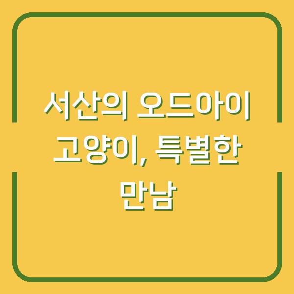 서산의 오드아이 고양이, 특별한 만남