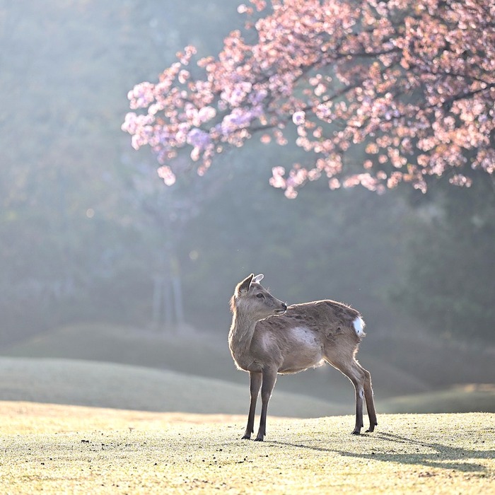 제주 벚꽃 명소