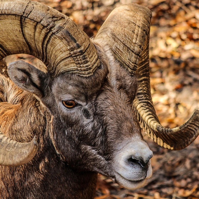 RAM 업그레이드