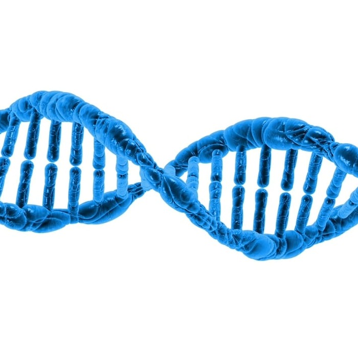 DNA 분석 과정