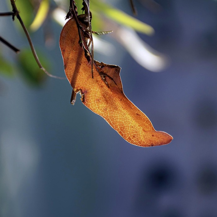 가을 축제 풍경