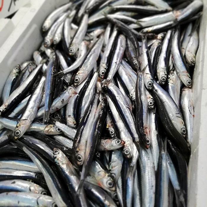 궁평항 해산물