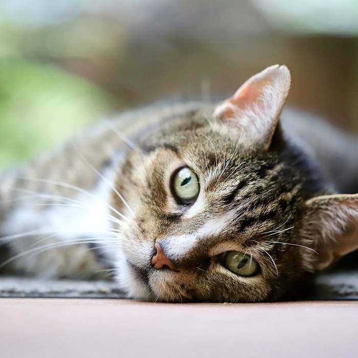 숙취 증상