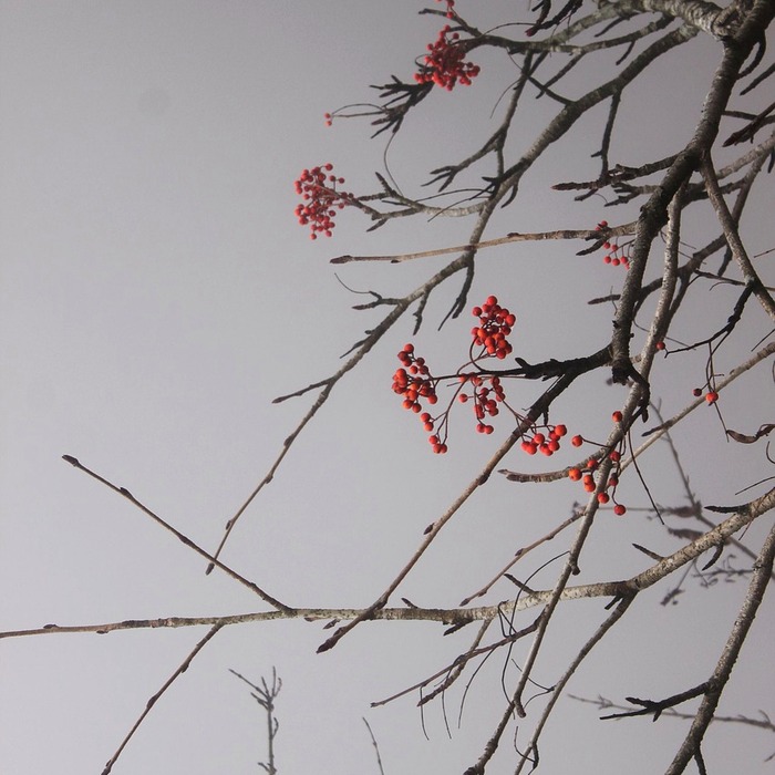 팥 효능