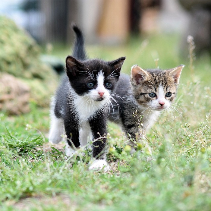 고양이 사료 선택