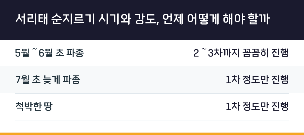 서리태 순지르기 시기와 강도, 언제 어떻게 해야 할까