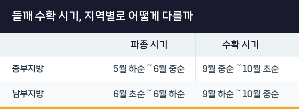 들깨 수확 시기, 지역별로 어떻게 다를까